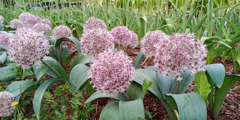 Allium karataviense Лук каратавский